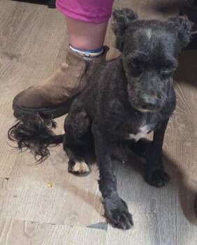 Tobin -  Poodle and Terrier Dog for Adoption in Thompson Falls, Montana - Tobin | PetCurious