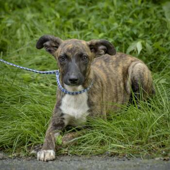 Soraya -  Wirehaired Terrier Dog for Adoption in Lambertville, New Jersey - Soraya | PetCurious