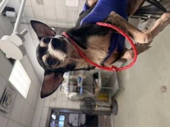 SARITA -  Mixed Breed Dog for Adoption in Dallas, Texas - SARITA | PetCurious