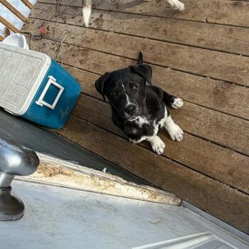 Black Labrador Retriever and Shepherd Dogs Available for Adoption - Kylie  | PetCurious