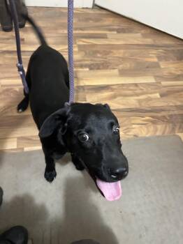 Rocket -  Labrador Retriever Dog for Adoption in Baldwin, Michigan - Rocket | PetCurious