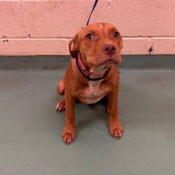 Blush -  Mixed Breed Dog for Adoption in Memphis, Tennessee - Blush | PetCurious