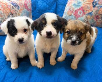 Chihuahua Dogs Available for Adoption in Douglas, Georgia - Jake Rip And Monica | PetCurious