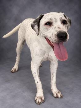 LOKI -  American Bulldog and Mixed Breed Dog for Adoption in Winter Haven, Florida - LOKI | PetCurious
