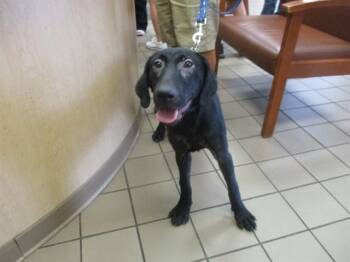 Labrador Retriever Dogs Available for Adoption in Ocala, Florida - CALEB | PetCurious