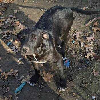 Rescue Black Labrador Retriever and Mixed Breed Dogs for Adoption in Rochester, Minnesota - Eddie | PetCurious