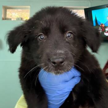 Willy -  Shepherd Dog for Adoption in Dallas, Texas - Willy | PetCurious