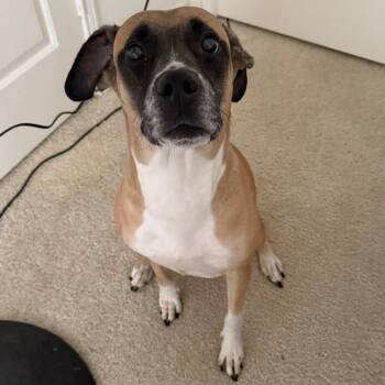 Boxer and Mixed Breed Dogs Available for Adoption in Greensboro, North Carolina - Cafe | PetCurious