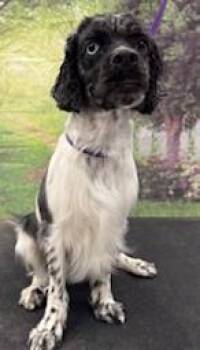 Cocker Spaniel Dogs Available for Adoption in Westminster, Maryland - Leo | PetCurious