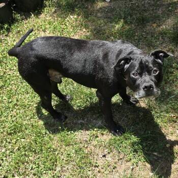 King -  American Staffordshire Terrier Dog for Adoption in Durham, North Carolina - King | PetCurious