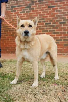 Rescue Shepherd Dogs for Adoption in Stillwater, Oklahoma - Barney | PetCurious