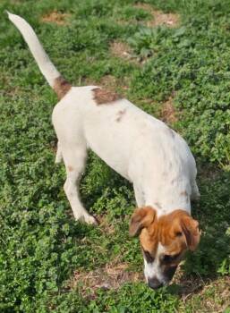 Hound and American Staffordshire Terrier Dogs Available for Adoption in Morrilton, Arkansas - Rex | PetCurious