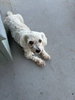 Piper -  Poodle and Maltese Dog for Adoption in Tucson, Arizona - Piper | PetCurious