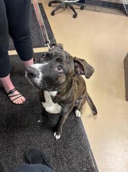 Pit Bull Terrier and Mixed Breed Dogs Available for Adoption in Fort Wayne, Indiana - TUCKER | PetCurious
