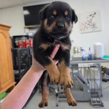 Kash -  Rottweiler Dog for Adoption in Phoenix, Arizona - Kash | PetCurious