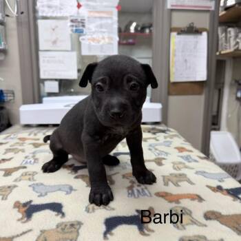 Barbi -  Mixed Breed Dog for Adoption in Knoxville, Tennessee - Barbi | PetCurious