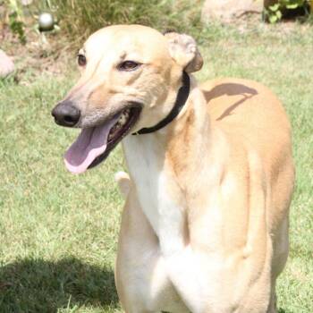 Wine -  Greyhound Dog for Adoption in Goshen, Indiana - Wine | PetCurious