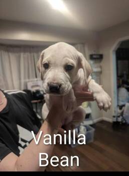 Rescue Labrador Retriever and Hound Dogs for Adoption - Vanilla | PetCurious