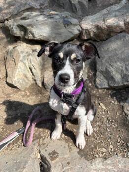 Peanut -  Great Pyrenees and Pit Bull Terrier Dog for Adoption in Denver, Colorado - Peanut | PetCurious