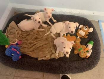 COMING SOON -  Pit Bull Terrier Dog for Adoption in Madison Heights, Michigan - COMING SOON | PetCurious