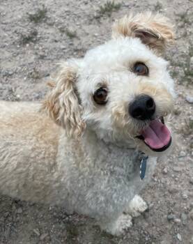 Rico -  Bichon Frise Dog for Adoption in Polson, Montana - Rico | PetCurious