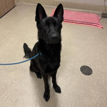 Sirius Black -  Shepherd and Mixed Breed Dog for Adoption in Bristol, Indiana - Sirius Black | PetCurious