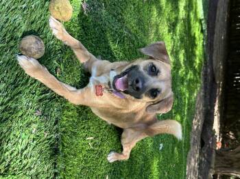 Rescue Shepherd and Black Mouth Cur Dogs for Adoption in Bristol, Tennessee - Basil | PetCurious