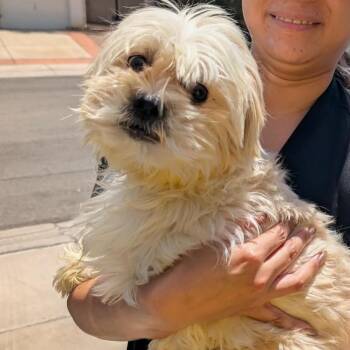 Walter Mesquite RR NV -  Shih Tzu Dog Available for Adoption in Las Vegas, Nevada - Walter Mesquite RR NV | PetCurious