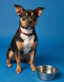 Pit Bull Terrier Dogs Available for Adoption in Monroe, Louisiana - Bama | PetCurious