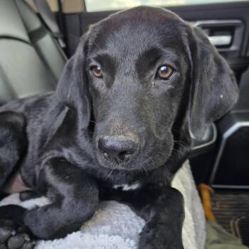 Outlaw -  Labrador Retriever and Mixed Breed Dog for Adoption in Marshall, Texas - Outlaw | PetCurious