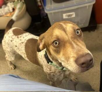 Scout -  Coonhound Dog for Adoption in Cleveland, Ohio - Scout | PetCurious