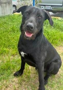 Bubba -  Labrador Retriever Dog for Adoption in Denham Springs, Louisiana - Bubba | PetCurious