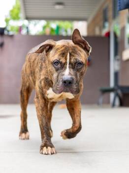 Mixed Breed Dogs Available for Adoption in Chamblee, Georgia - Mr. Earth | PetCurious