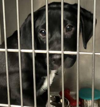 Hampton -  Mixed Breed Dog for Adoption in Parma, Ohio - Hampton | PetCurious