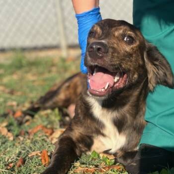 Rescue Catahoula Leopard Dog and Mixed Breed Dogs for Adoption in Texas City, Texas - DEAN | PetCurious