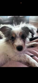 Australian Shepherd Dogs Available for Adoption in Los Angeles, California - Finn~ Stunning Aussie  | PetCurious