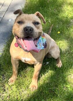 August Aka Auggie -  Pit Bull Terrier Dog for Adoption in Incline Village, Nevada - August Aka Auggie | PetCurious