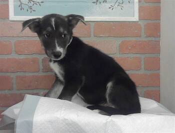PEYTON -  Siberian Husky and Mixed Breed Dog for Adoption in Houston, Texas - PEYTON | PetCurious
