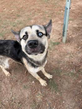 Bluey -  Shepherd and Husky Dog for Adoption in Little Rock, Arkansas - Bluey | PetCurious