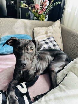 Rescue Labrador Retriever Dogs for Adoption in Orlando, Florida - Minnie | PetCurious