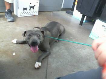 HARLEY -  Mixed Breed Dog for Adoption in Dallas, Texas - HARLEY | PetCurious