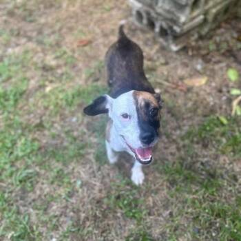 Rescue American Staffordshire Terrier Dogs for Adoption - Wendy | PetCurious