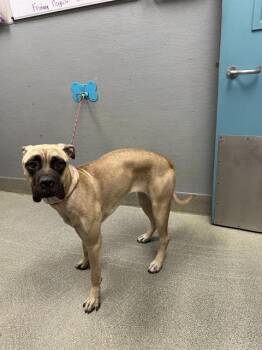 SCARLET -  Mastiff and Mixed Breed Dog for Adoption in Las Vegas, Nevada - SCARLET | PetCurious