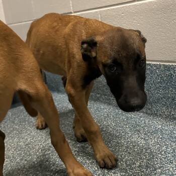 Vap -  Belgian Shepherd Malinois Dog for Adoption in Greensboro, North Carolina - Vap | PetCurious
