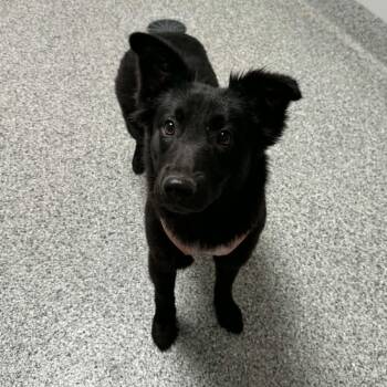 Shepherd Dogs Available for Adoption - Amora | PetCurious