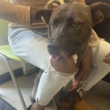 Mixed Breed Dogs Available for Adoption in Philadelphia, Pennsylvania - Blue Barnes | PetCurious