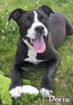 Doris -  Pit Bull Terrier and Mixed Breed Dog Available for Adoption in Mason, Michigan - Doris | PetCurious