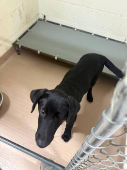 Noid -  Labrador Retriever Dog for Adoption in Nacogdoches, Texas - Noid | PetCurious