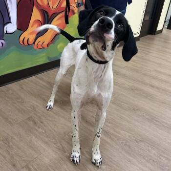 SVAS-Stray-39462 -  Hound and Mixed Breed Dog for Adoption in Lyndhurst, Virginia - SVAS-Stray-39462 | PetCurious