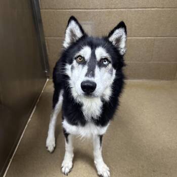 Husky Dogs Available for Adoption - Miss Honey | PetCurious
